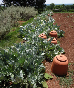 row of large leaf veg and upside down terra cotta pots